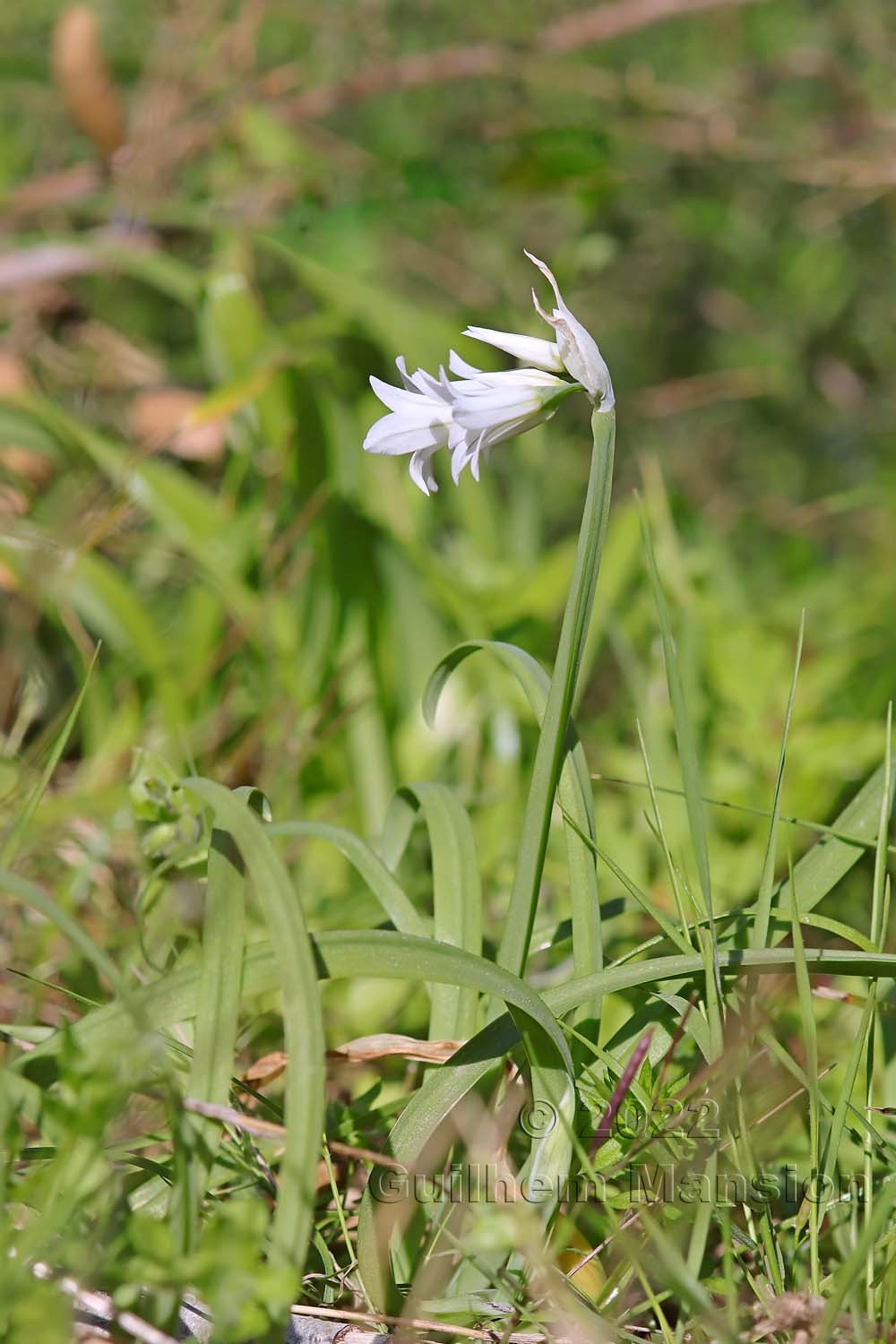 Allium triquetrum