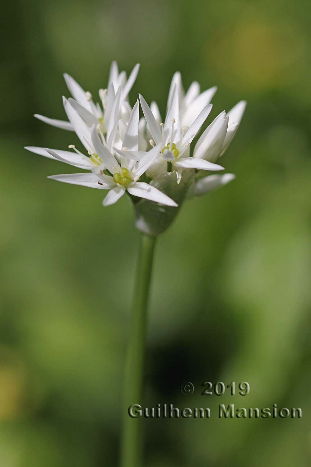 Allium ursinum