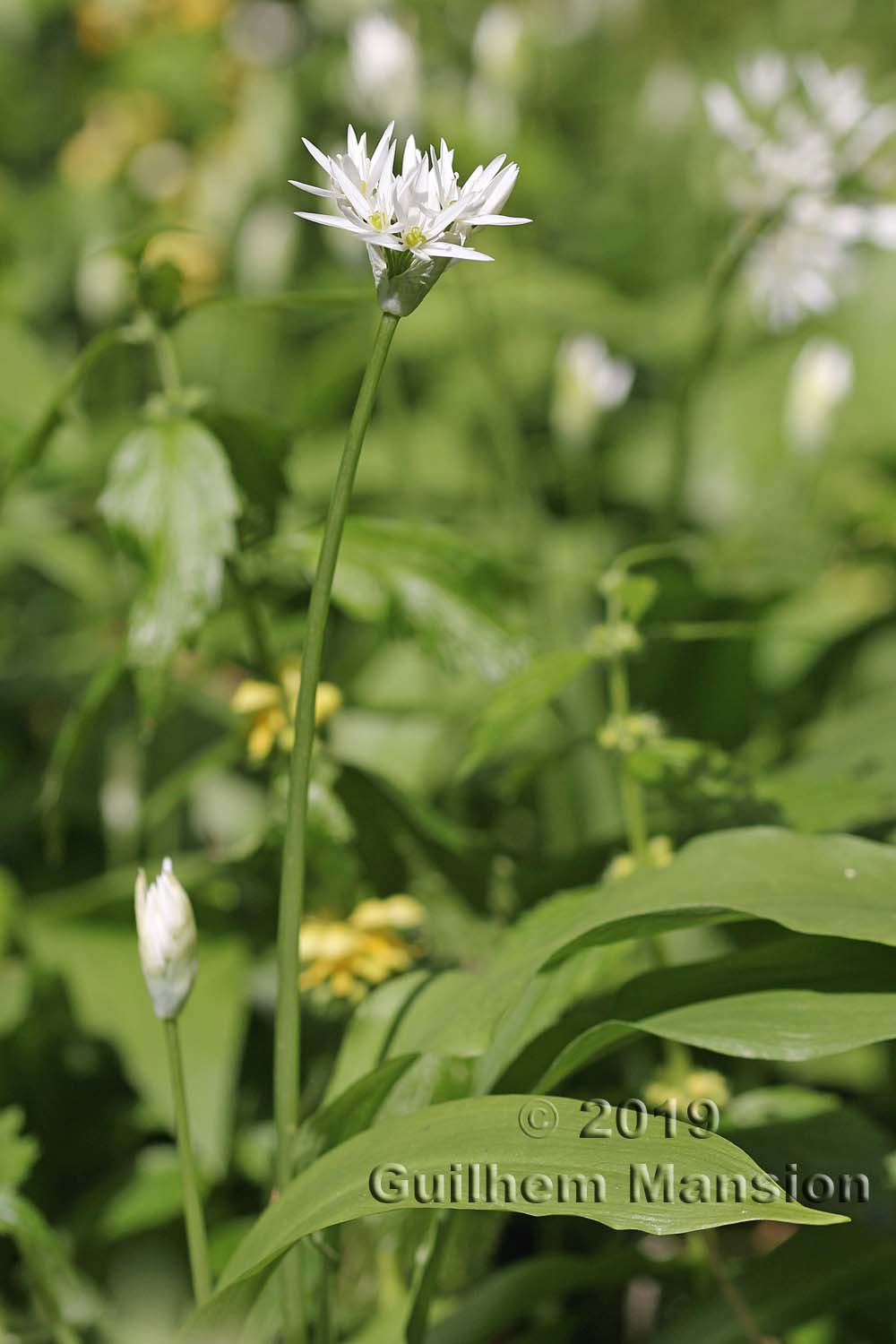 Allium ursinum