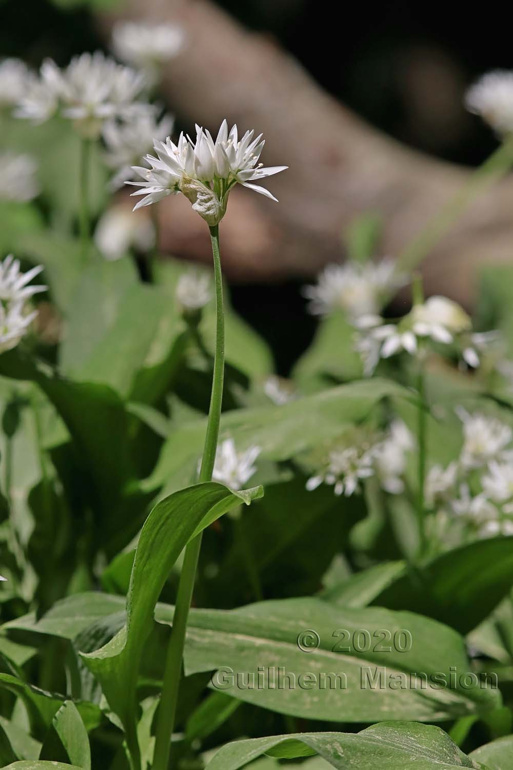 Allium ursinum