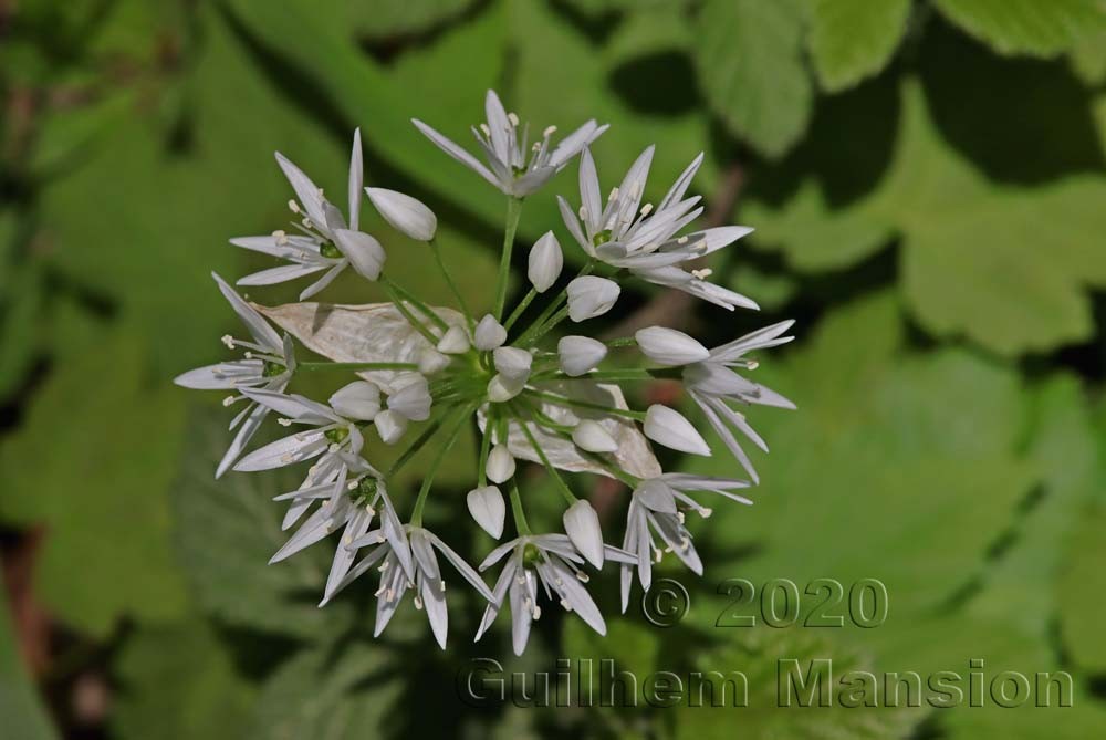 Allium ursinum