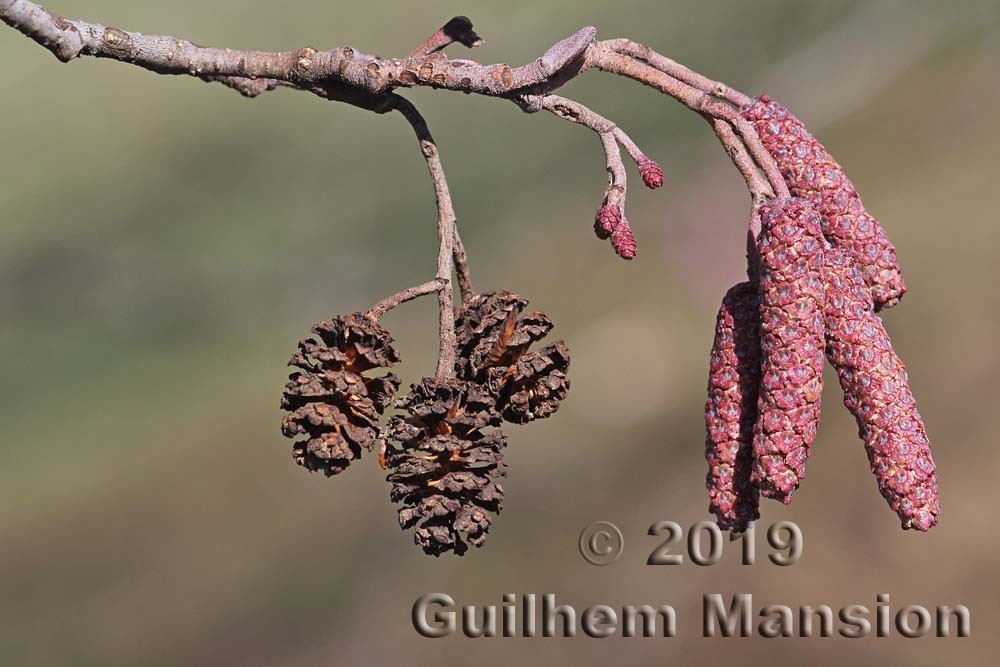 Family - Betulaceae