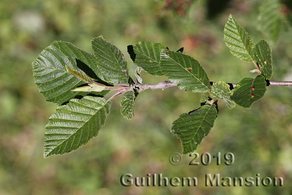 Alnus incana