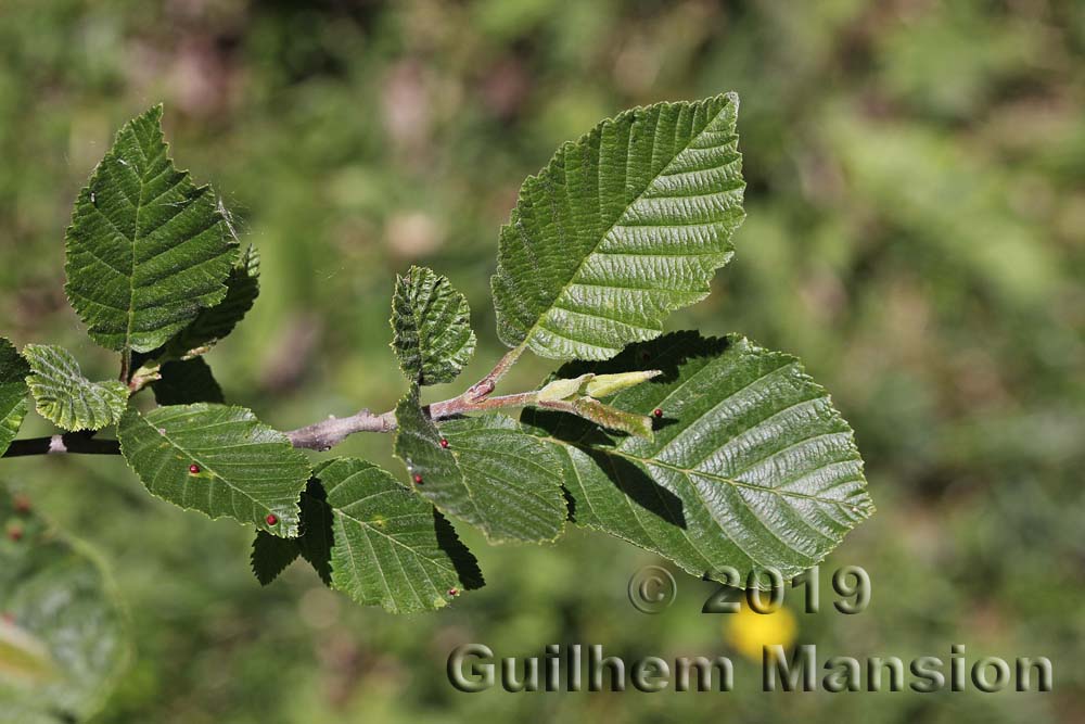 Alnus incana