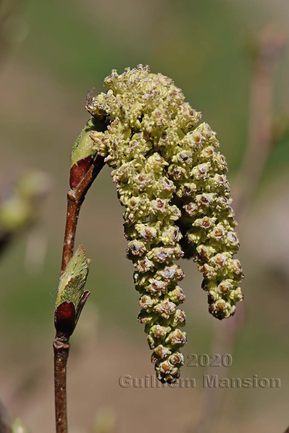 Alnus viridis