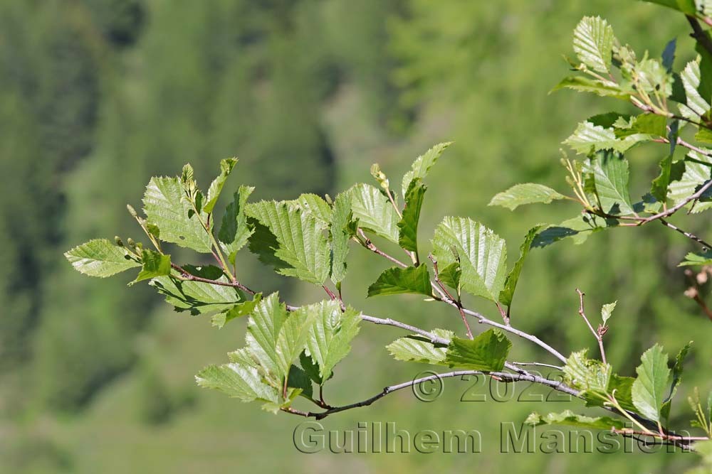 Alnus viridis