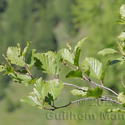 Alnus viridis