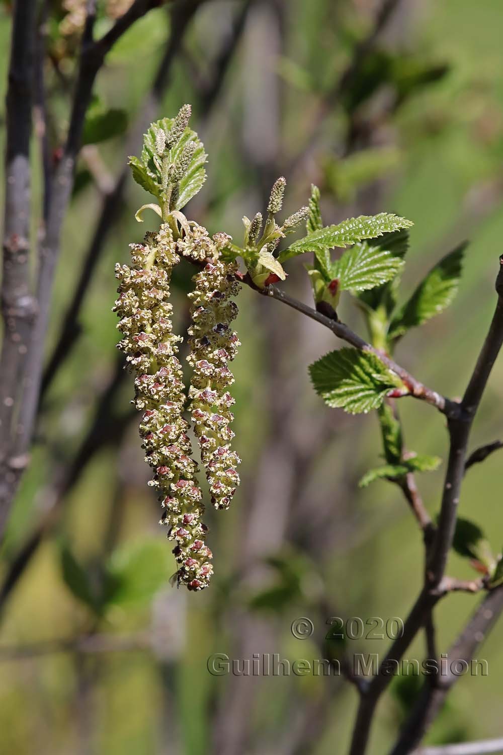 Alnus viridis