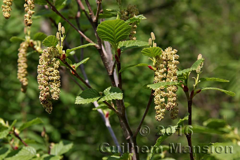 Alnus viridis