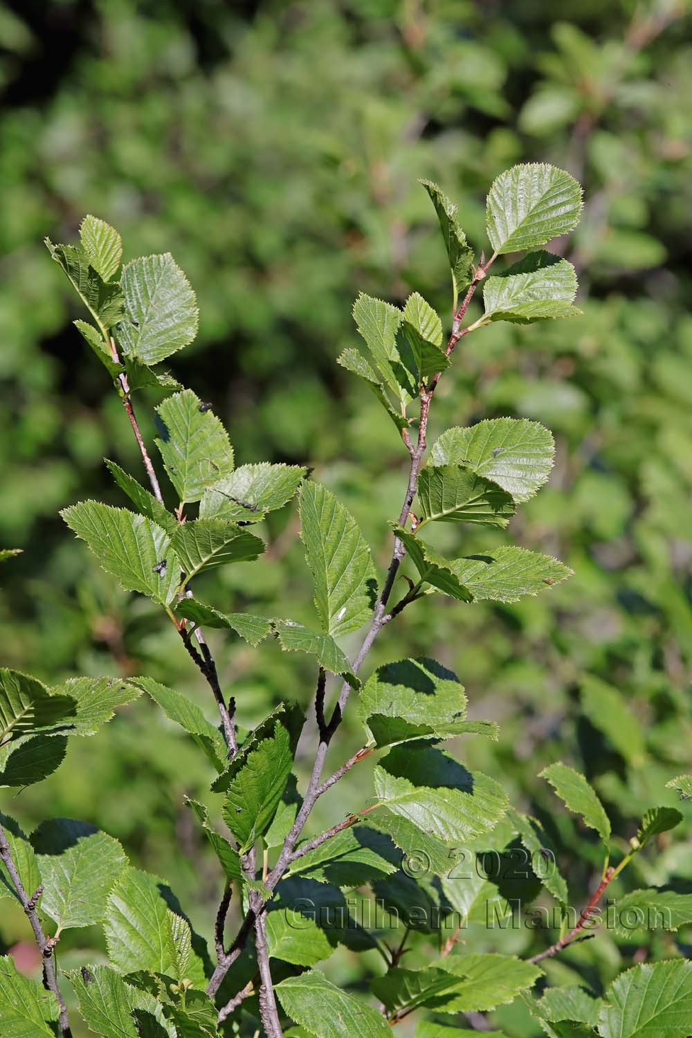 Alnus viridis