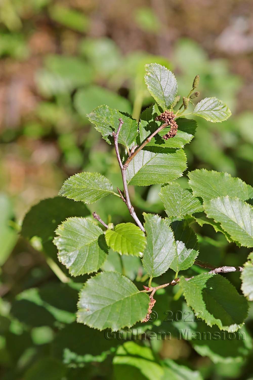 Alnus viridis