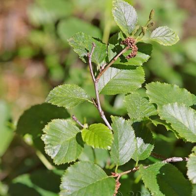 Alnus viridis