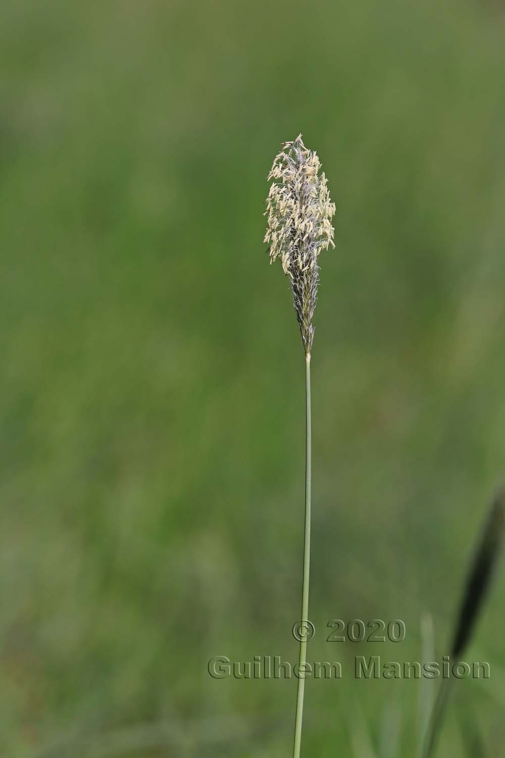 Alopecurus pratensis