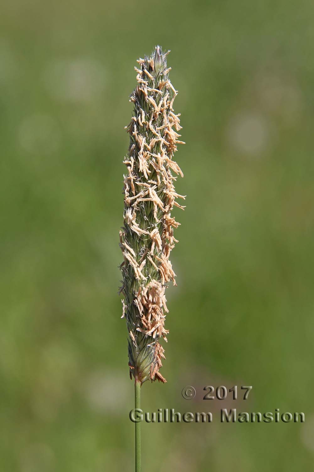 Alopecurus pratensis