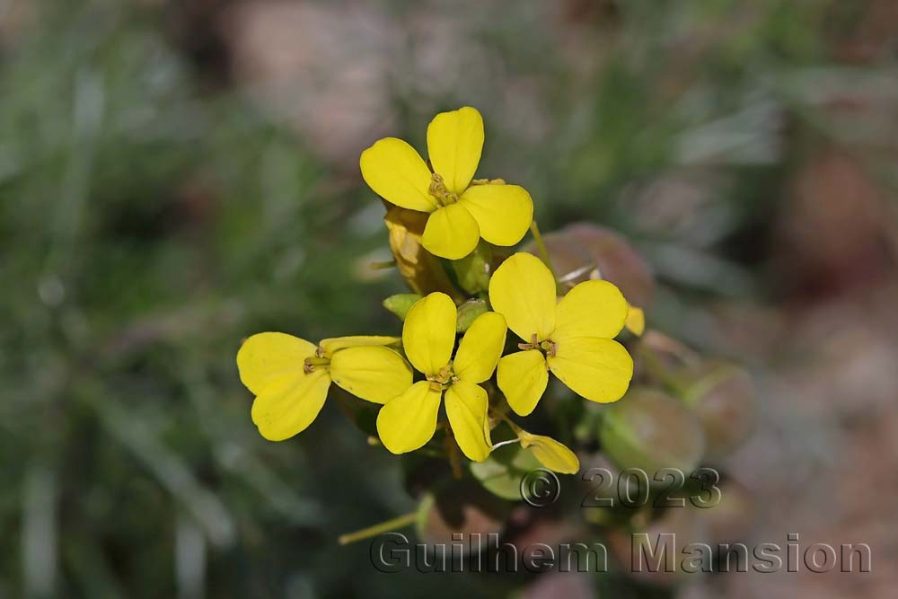 Alyssoides utriculata