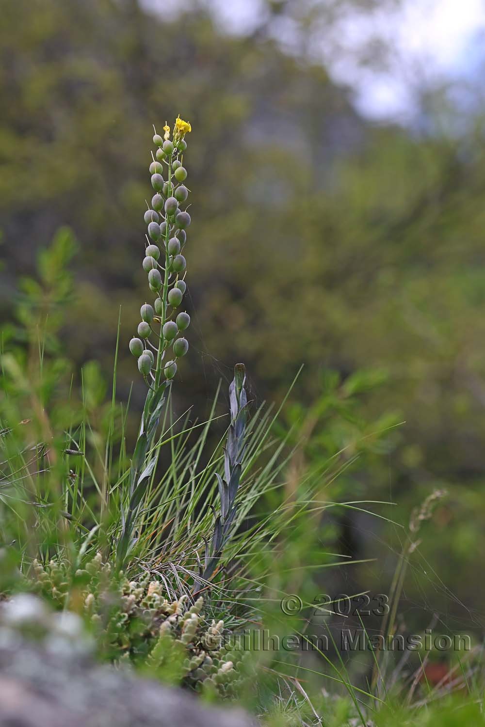 Alyssoides utriculata