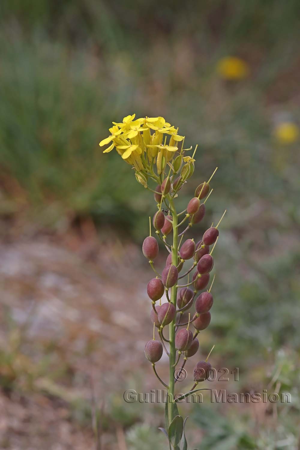 Alyssoides utriculata