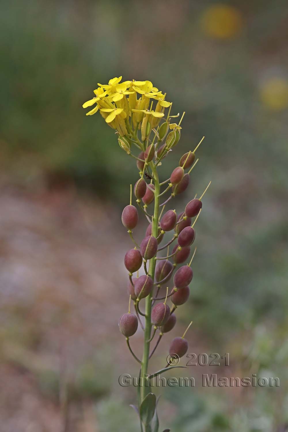 Alyssoides utriculata