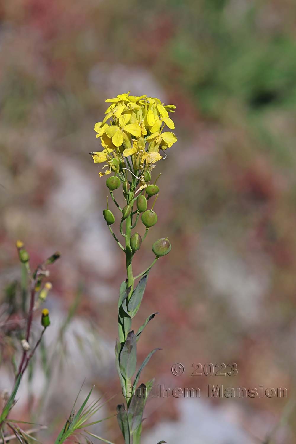 Alyssoides utriculata