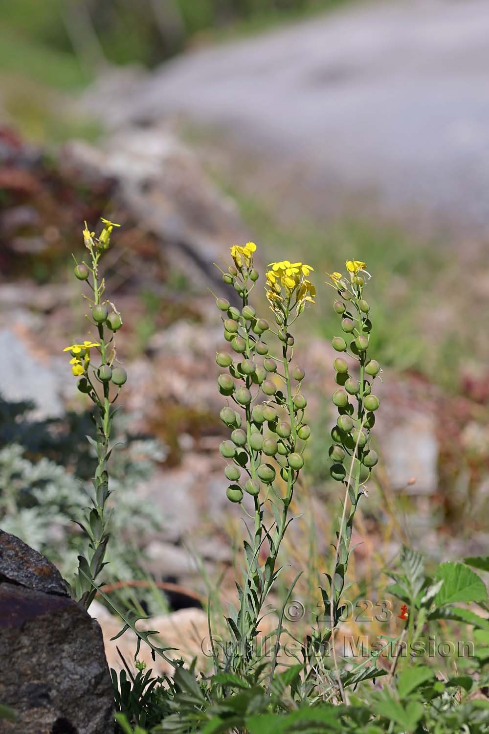 Alyssoides utriculata