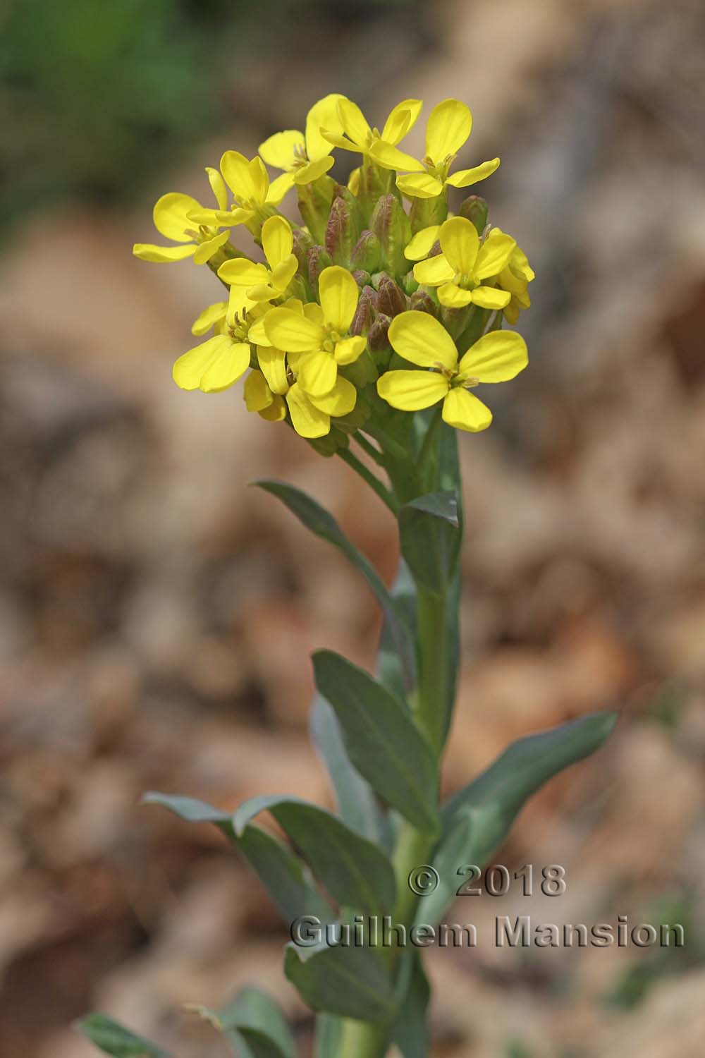 Alyssoides utriculata