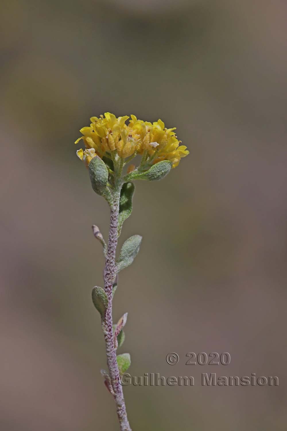 Alyssum alpestre