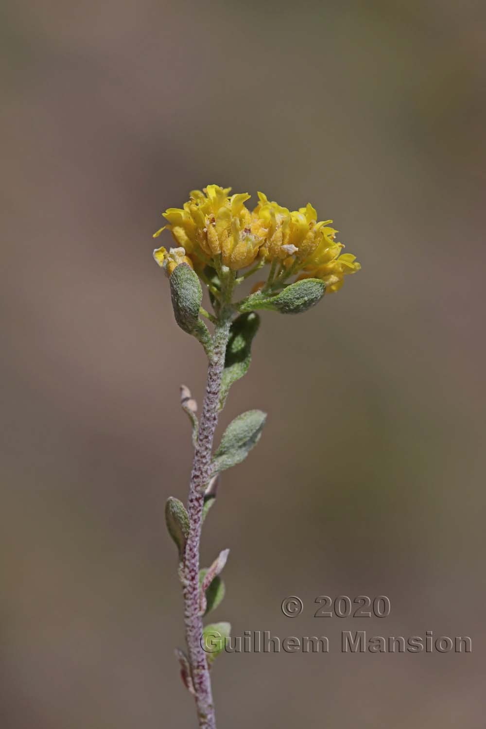 Alyssum alpestre