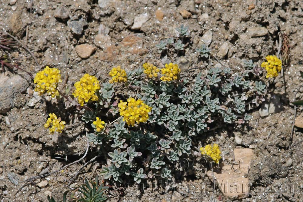 Alyssum alpestre