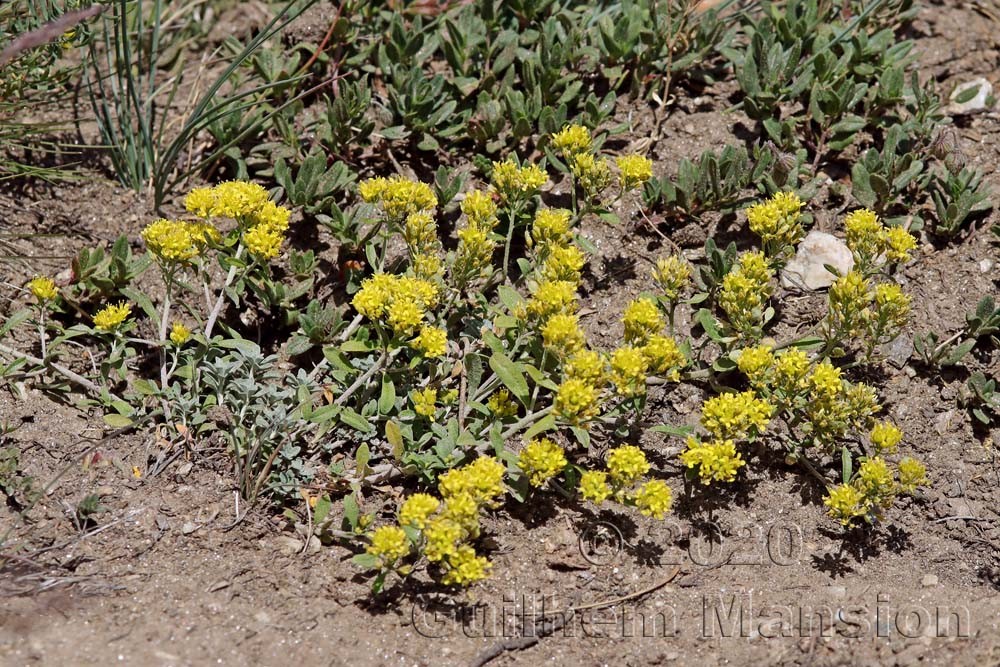 Alyssum alpestre