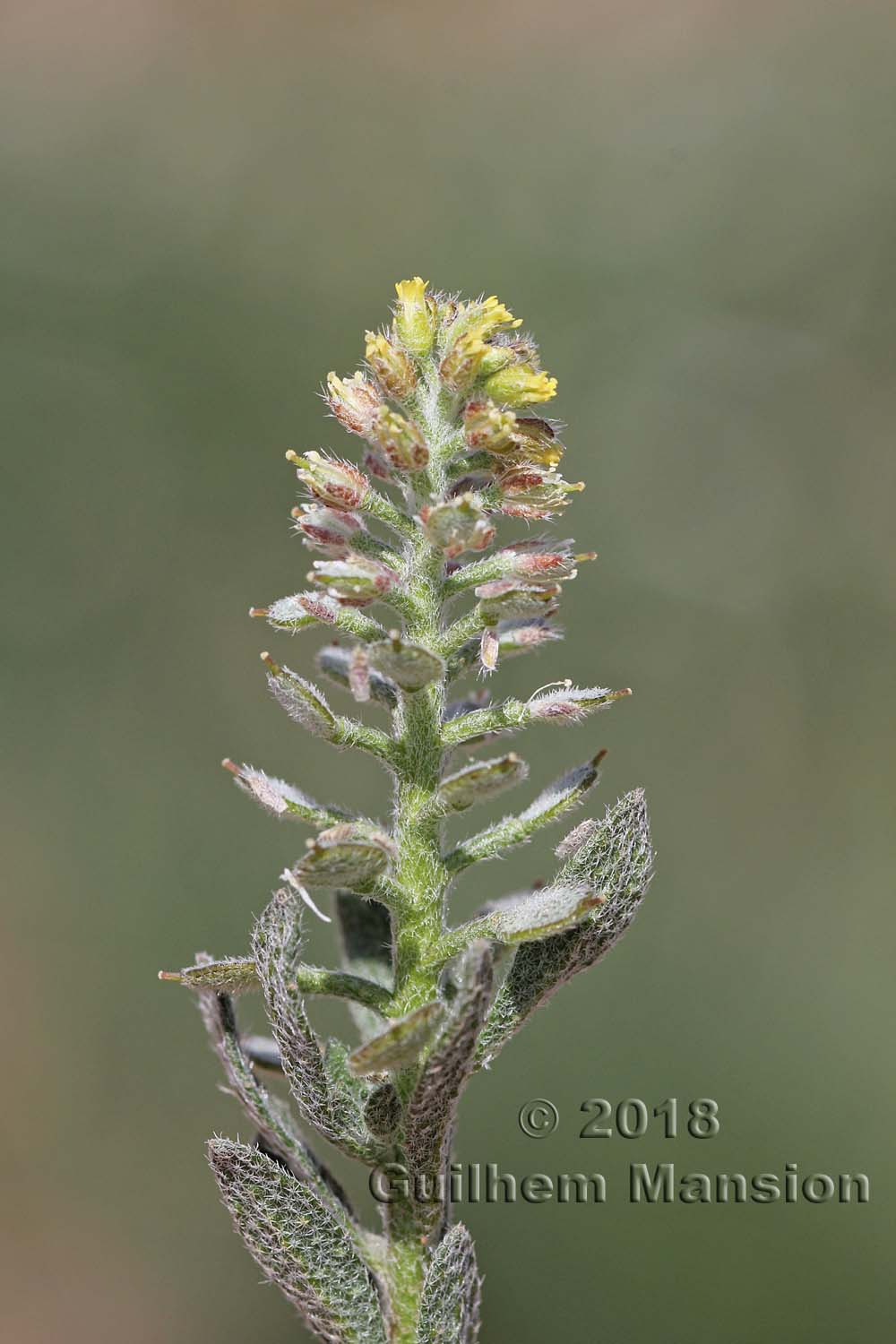 Alyssum alyssoides