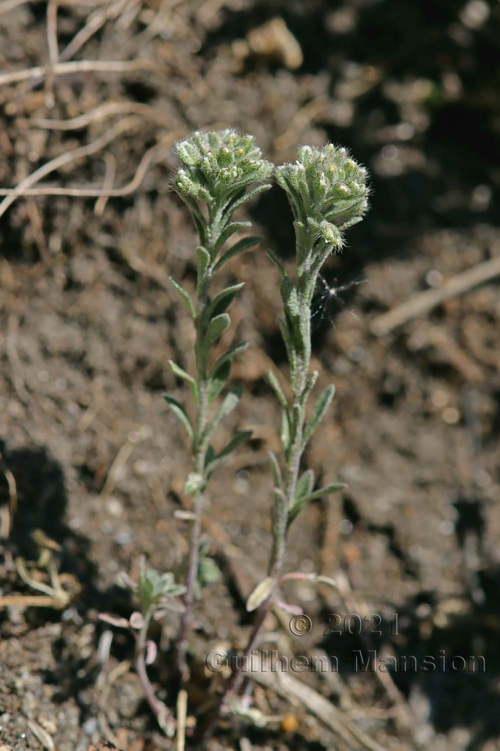 Alyssum alyssoides