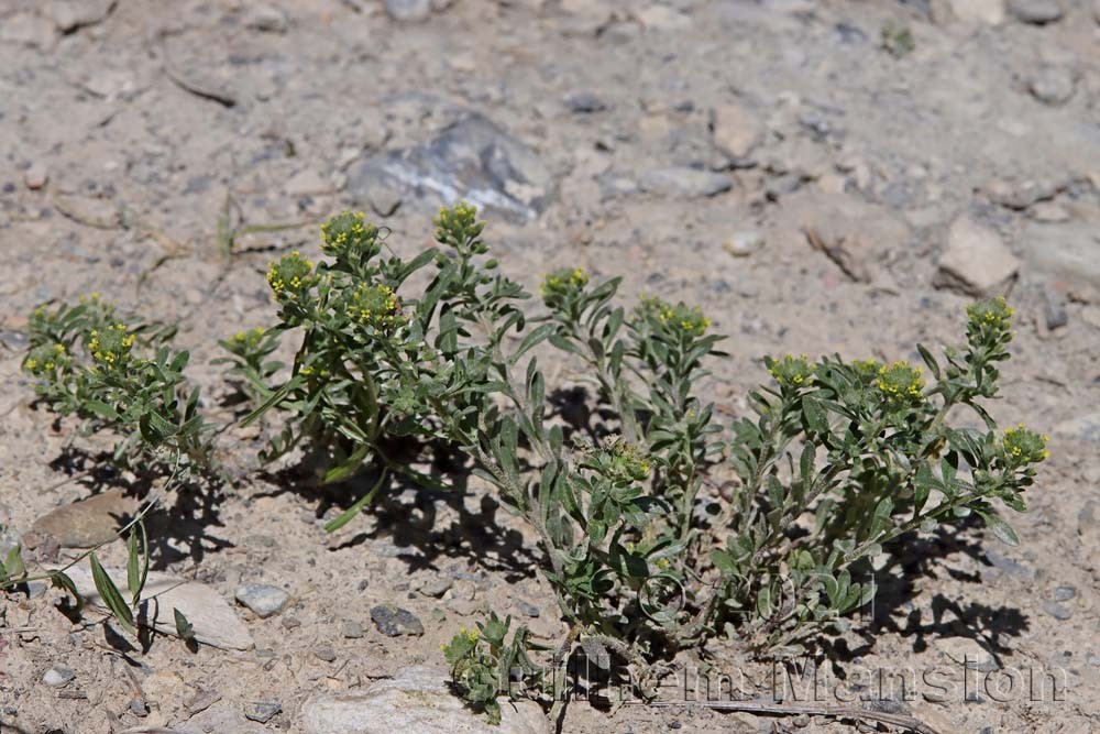 Alyssum alyssoides