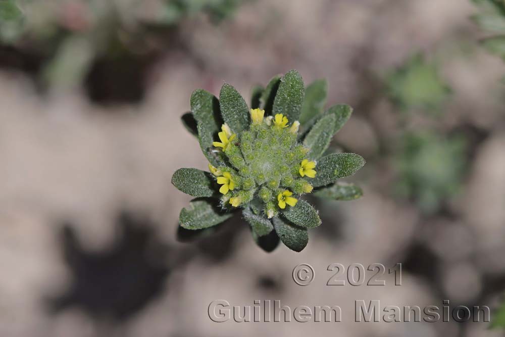 Alyssum alyssoides