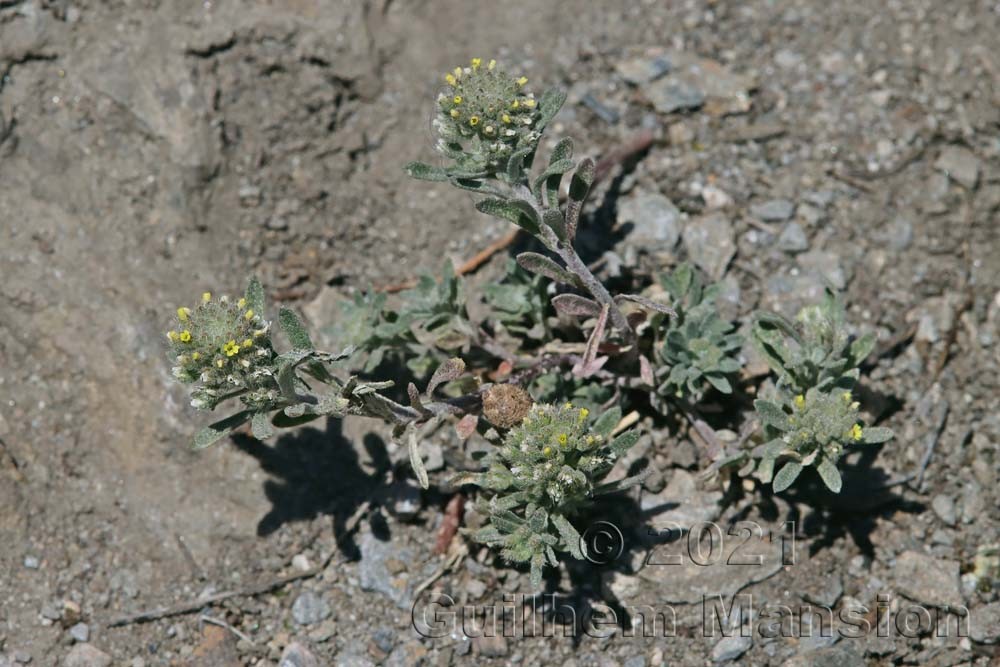 Alyssum alyssoides