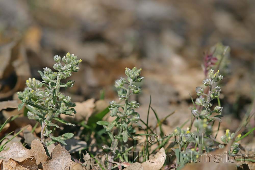 Alyssum alyssoides