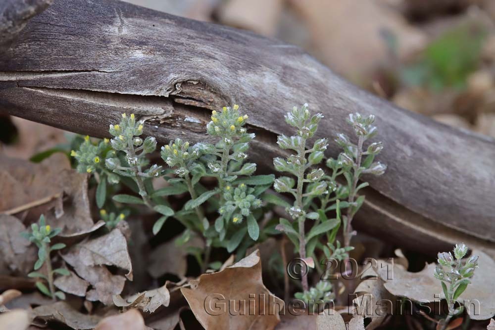 Alyssum alyssoides