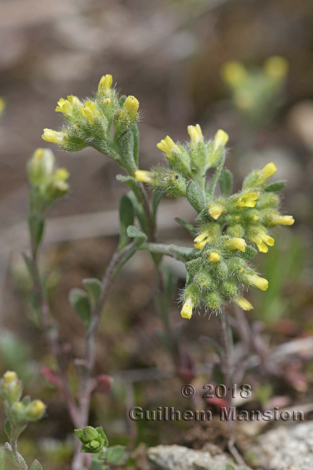 Alyssum alyssoides