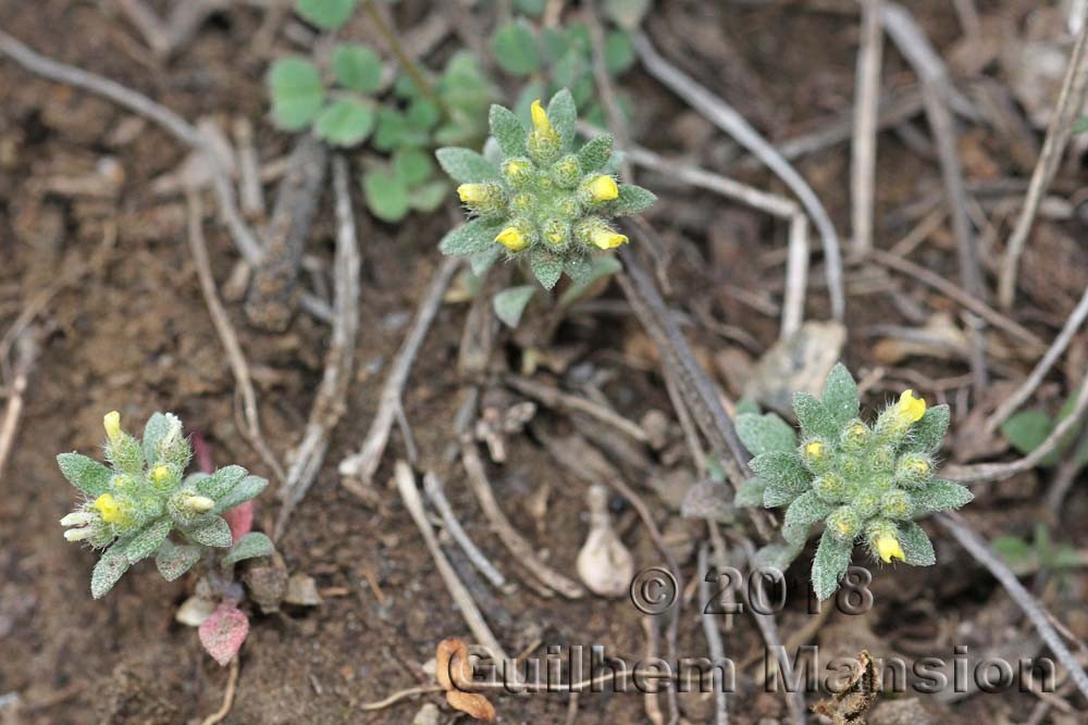 Alyssum alyssoides