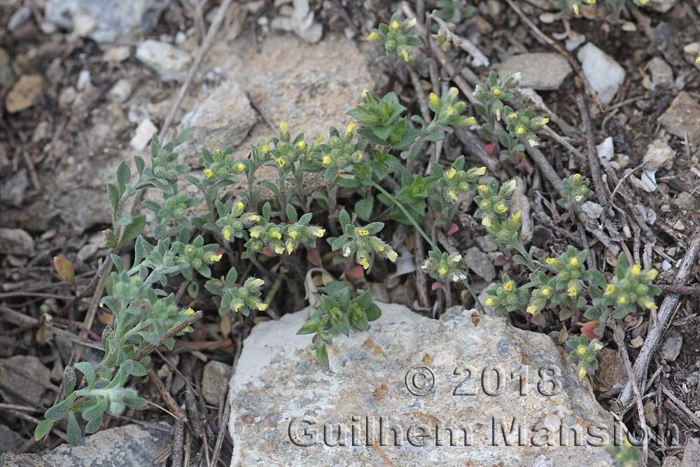 Alyssum alyssoides