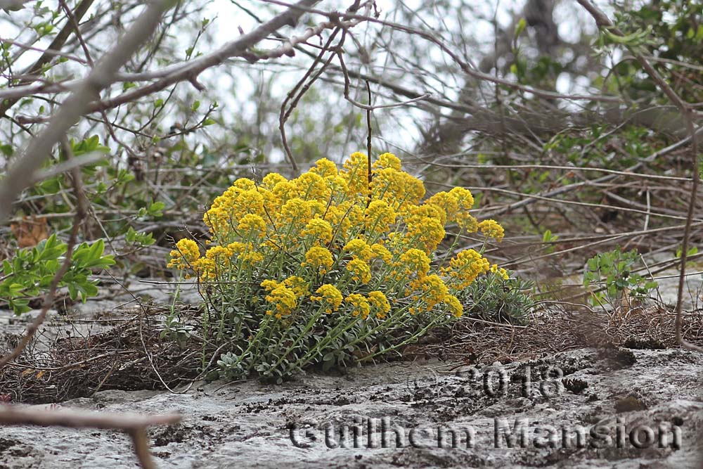 Alyssum montanum