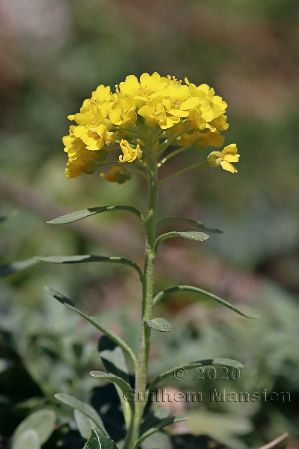 Alyssum montanum