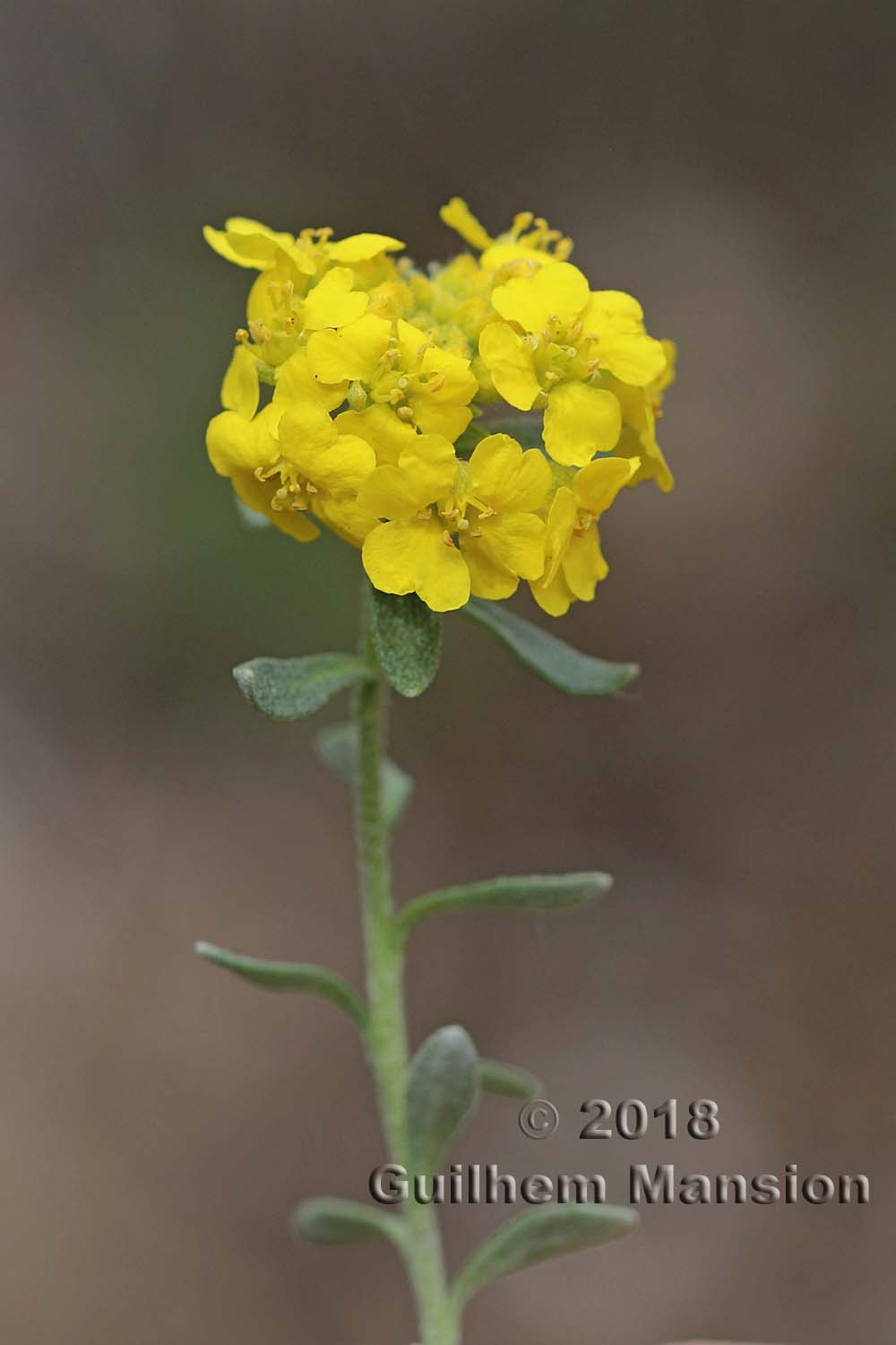 Alyssum montanum