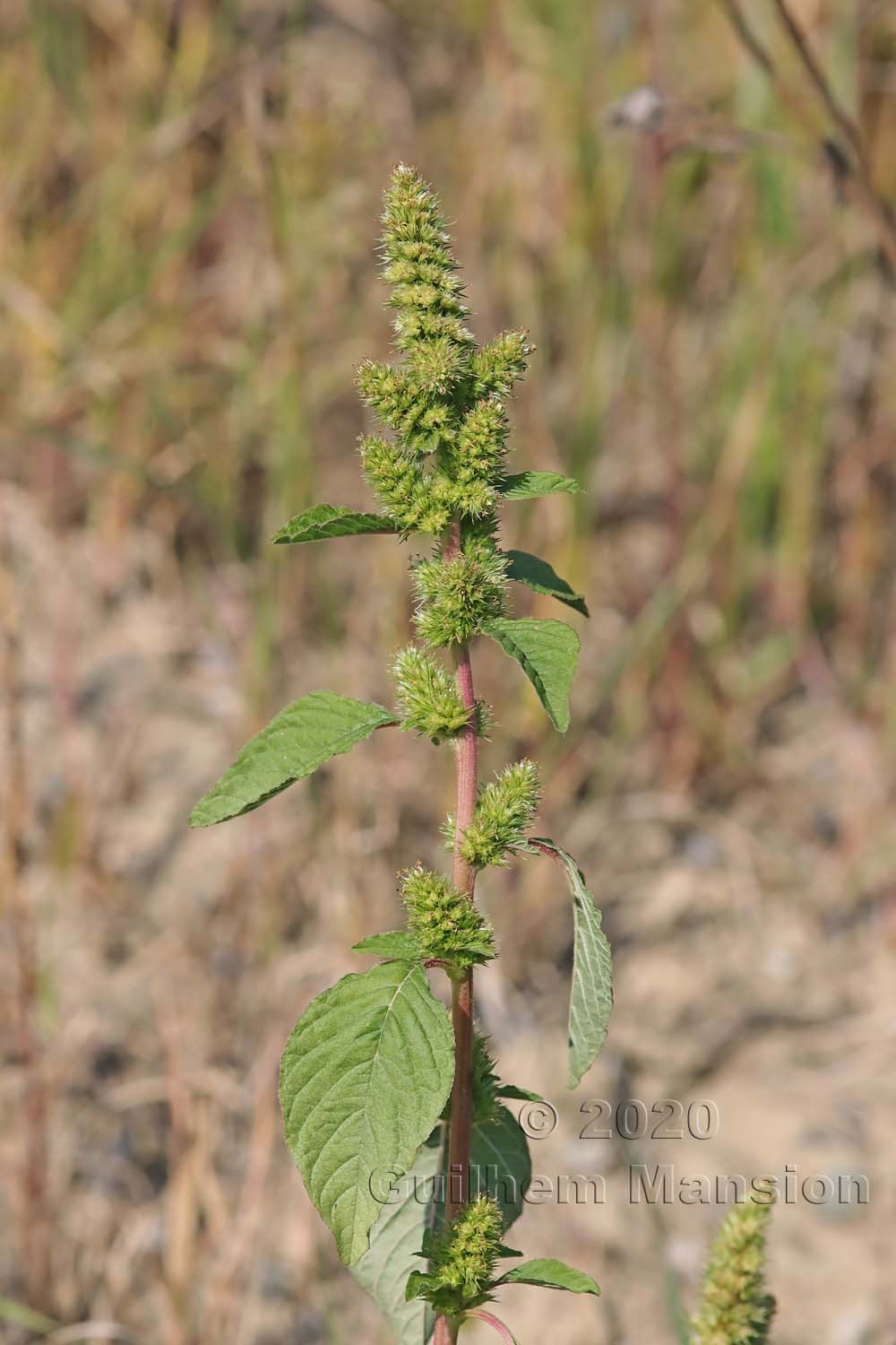 Amaranthus powellii