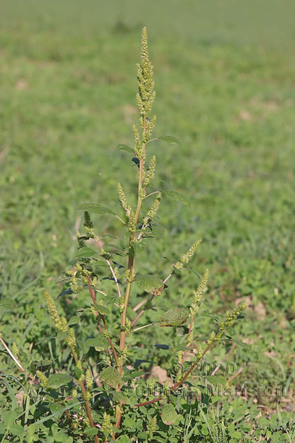 Amaranthus powellii