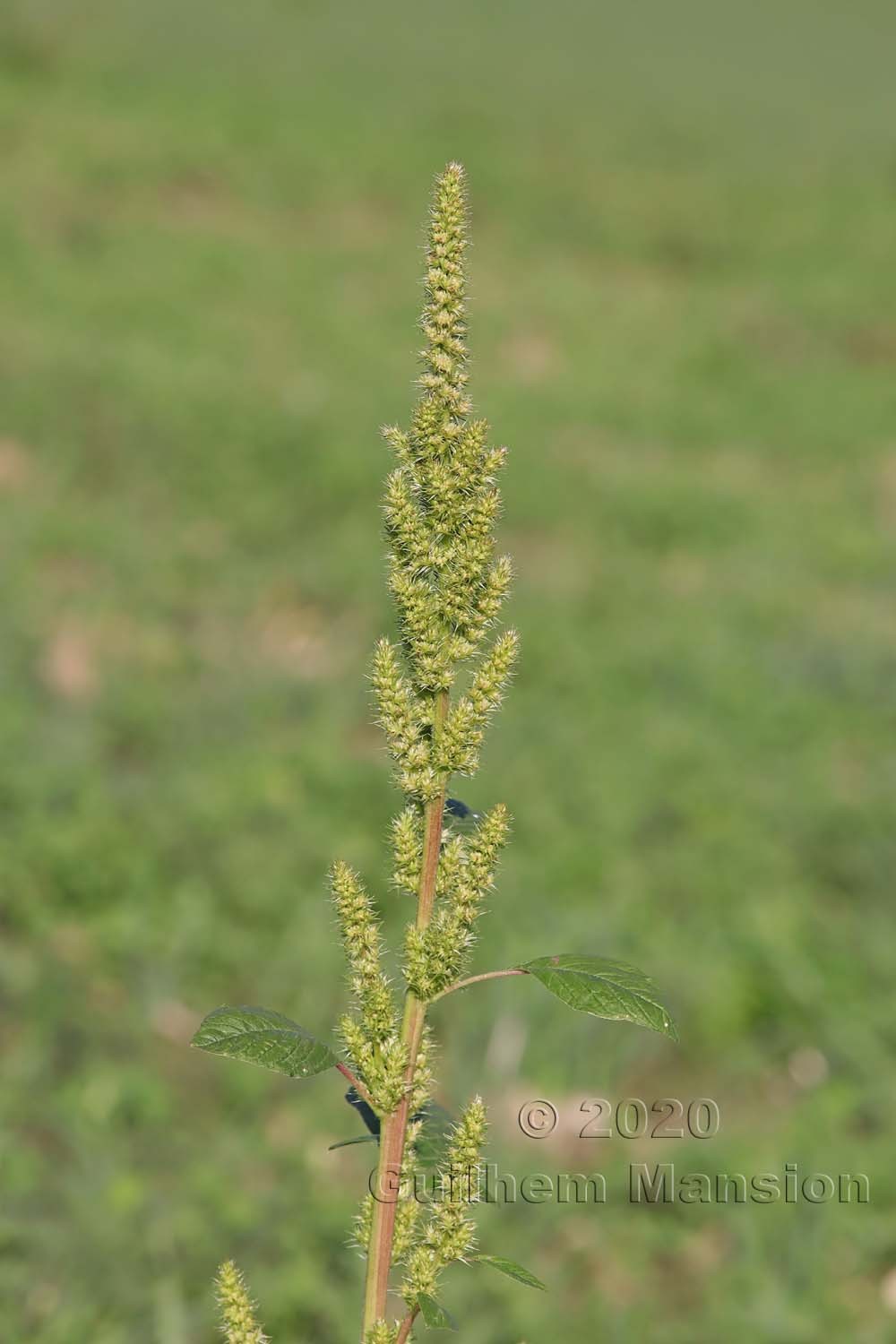 Amaranthus powellii