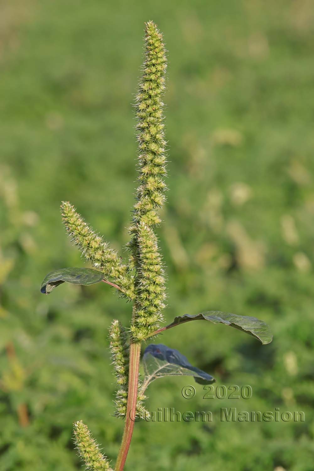 Amaranthus powellii