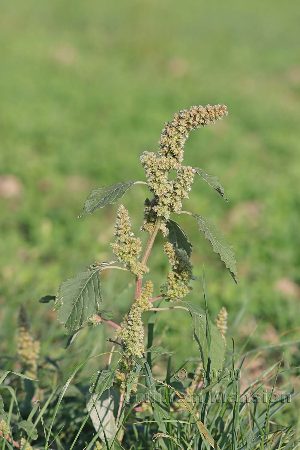 Amaranthus retroflexus