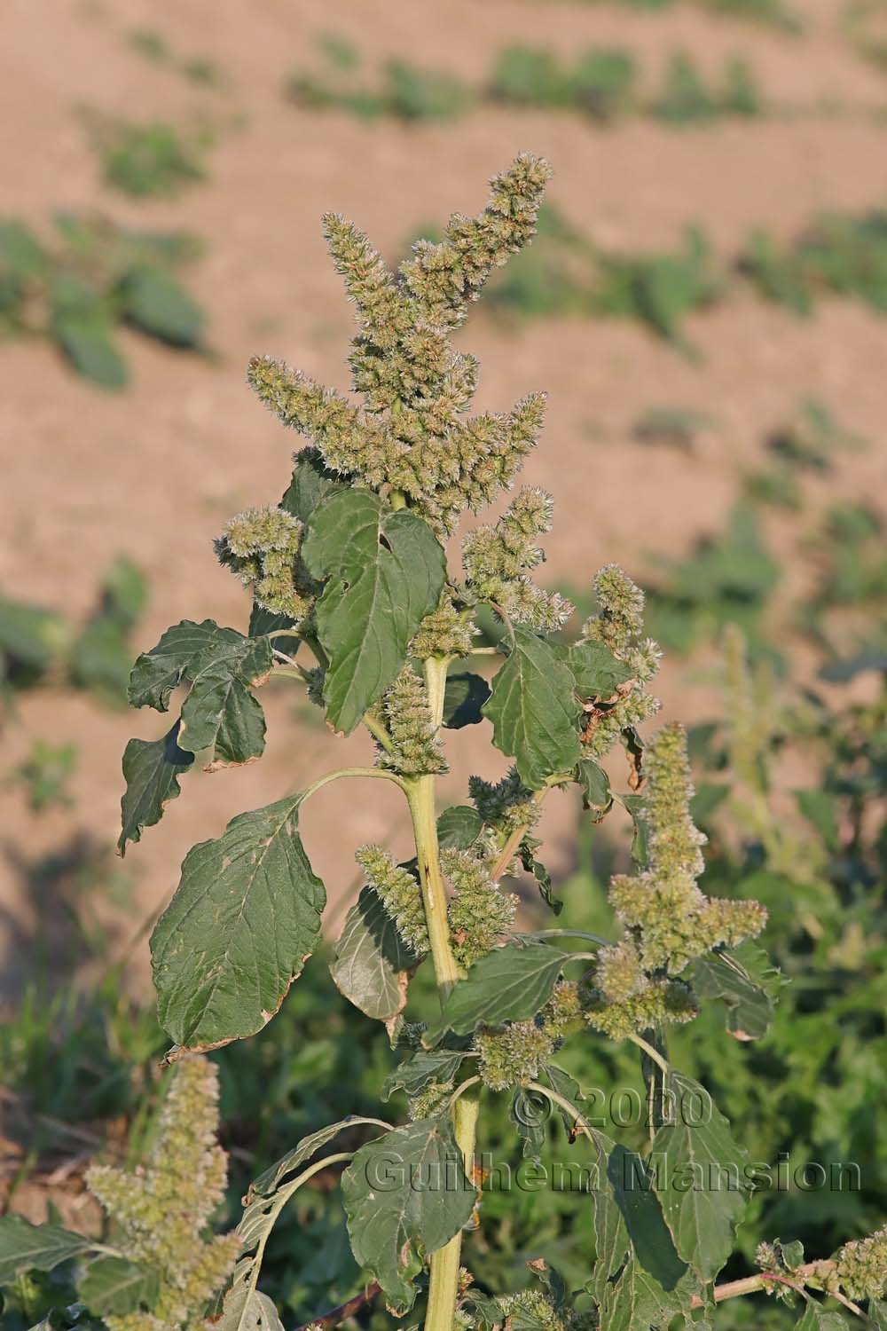 Amaranthus retroflexus