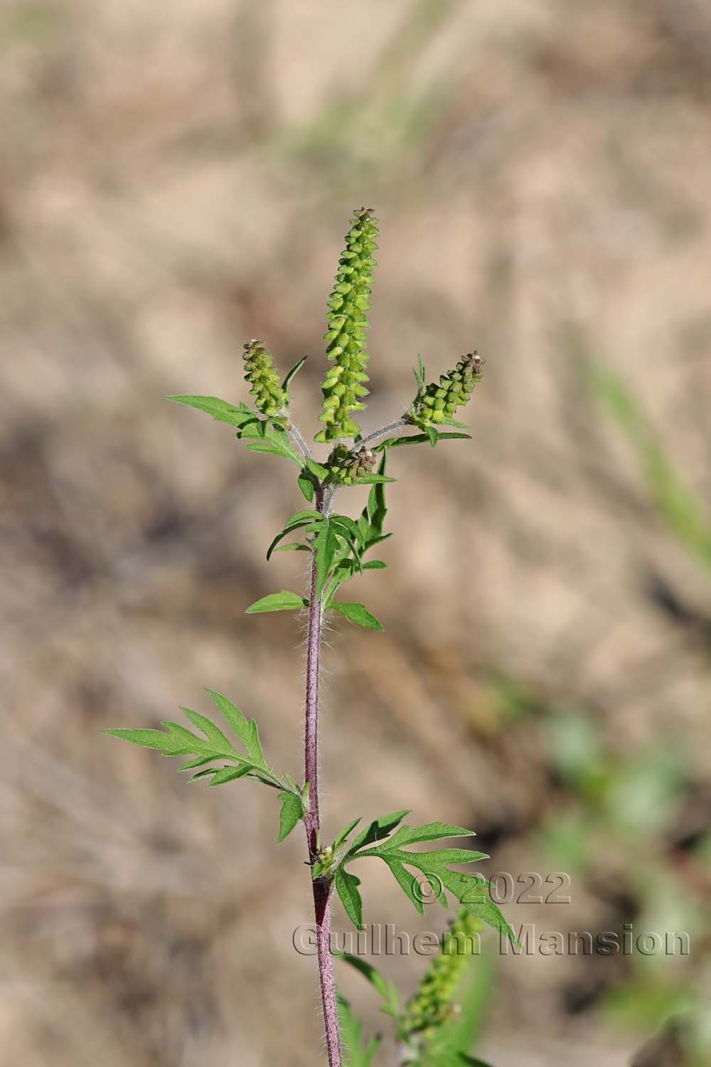 Ambrosia artemisifolia