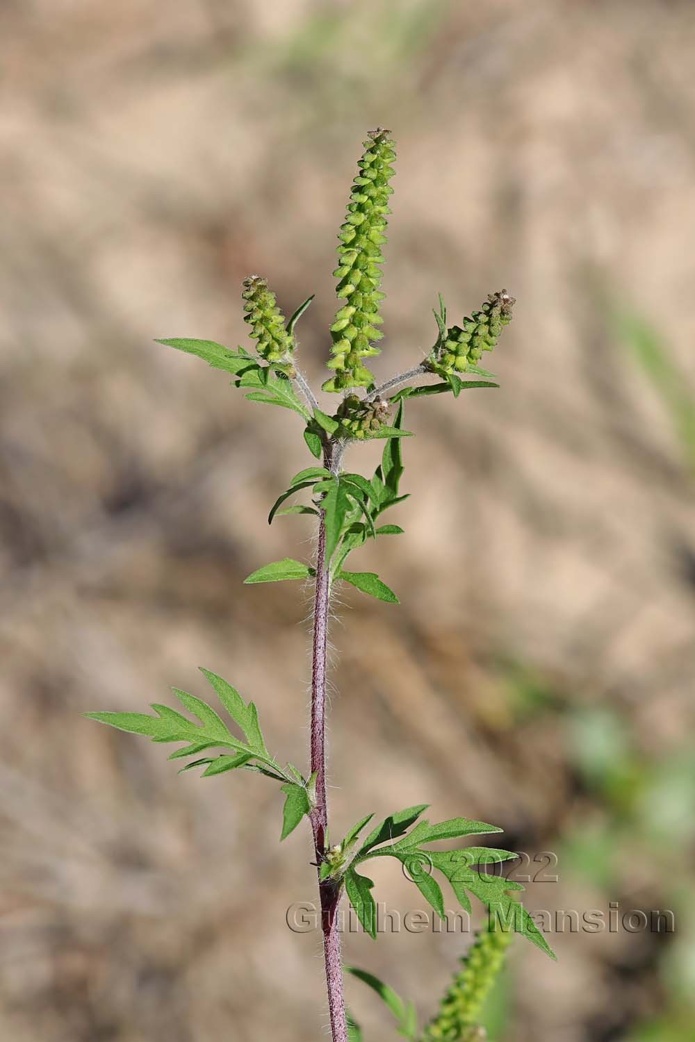 Ambrosia artemisifolia